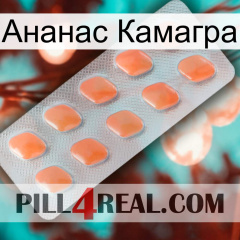 Ананас Камагра 26